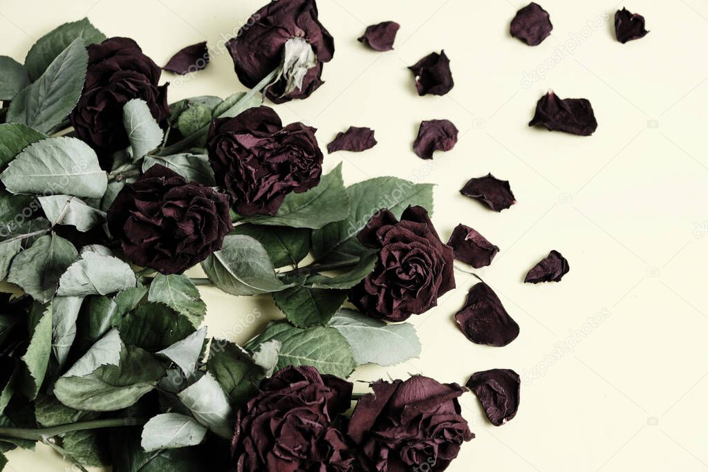 An old faded, withered bouquet of roses on a light background
