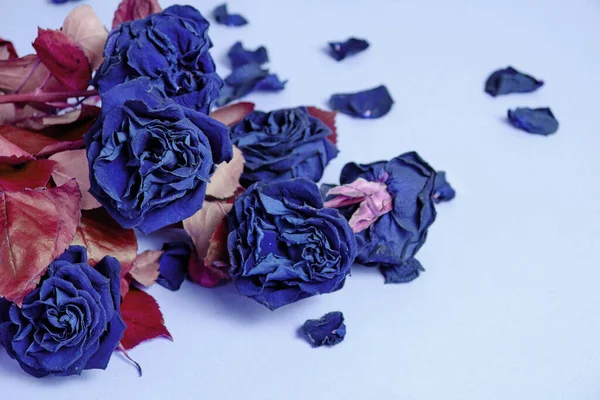 Buquê Rosas Coloridas Murchas Azuis Com Folhagem Vermelha — Fotografia de Stock
