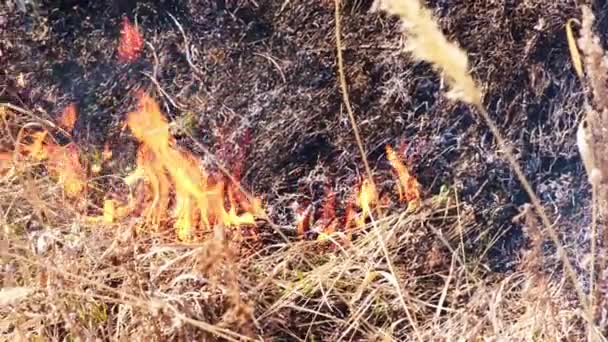 Quema Hierba Seca Juncos Manejo Descuidado Del Fuego Incendio Provocado — Vídeo de stock
