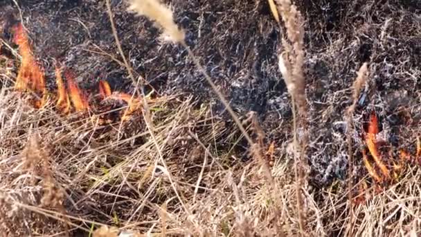 Brandend Droog Gras Rieten Zorgeloos Omgaan Met Vuur Brandstichting — Stockvideo