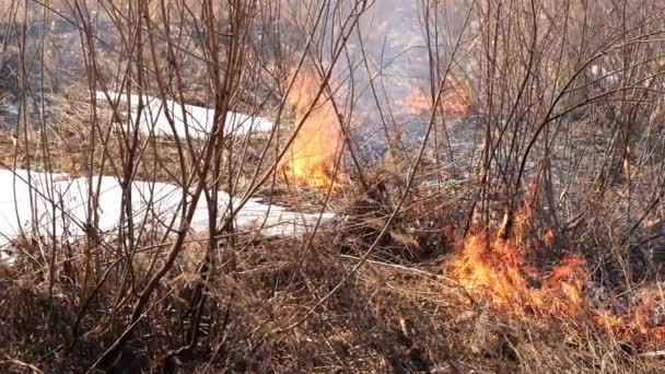 Quema Hierba Seca Juncos Manejo Descuidado Del Fuego Incendio Provocado — Vídeo de stock