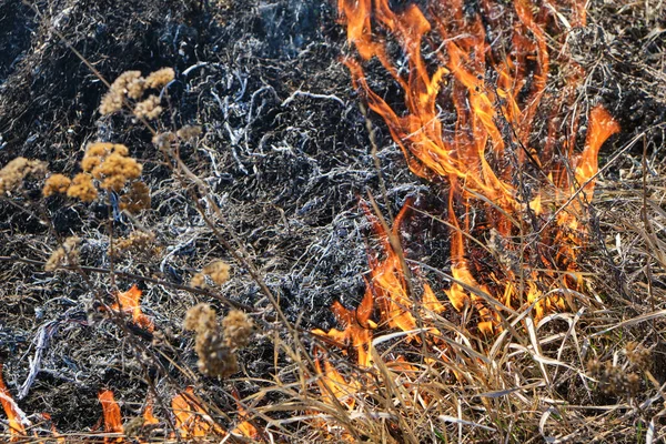 Antändning Torrt Gräs Och Vass Bränder Miljöföroreningar — Stockfoto