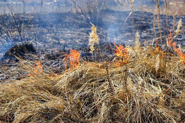 干草和芦苇纵火案环境污染案 — 图库照片
