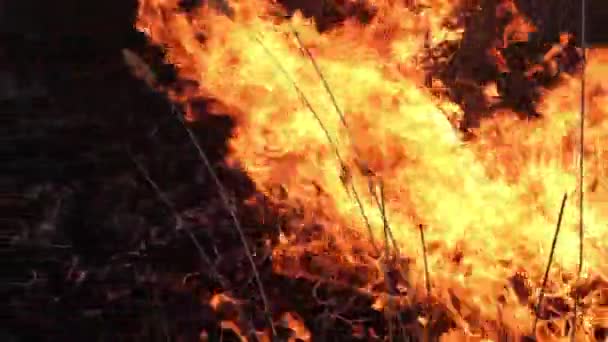 Сильное Пламя Горящая Сухая Трава Леса — стоковое видео