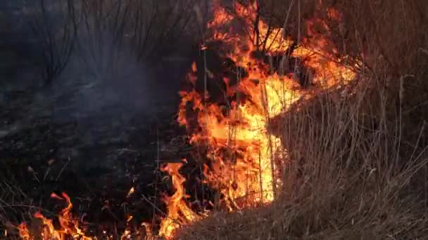 Sterke Vlammen Brandend Droog Gras Bossen — Stockvideo