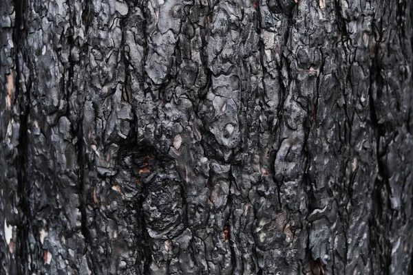 Hintergrund Verkohlte Kiefernrinde Schwarz Verkohltes Holz Nach Einem Waldbrand — Stockfoto