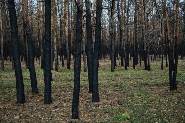 Yanmış orman, yanmış ağaçlar, orman yangınları ve çevre felaketi