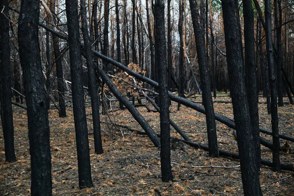 Bosque Pino Quemado Árbol Quemado Caído Después Del Fuego — Foto de Stock