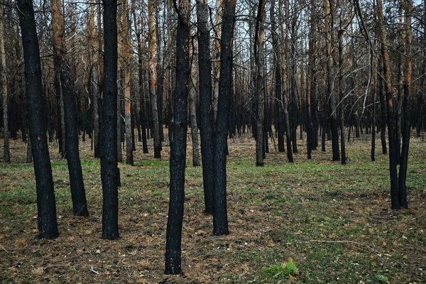 Yanmış orman, yanmış ağaçlar, orman yangınları ve çevre felaketi