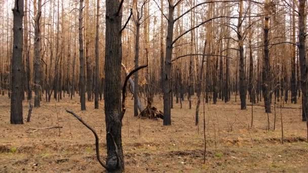 Bosque Pino Quemado Pinos Quemados Después Fuerte Incendio Año Pasado — Vídeos de Stock