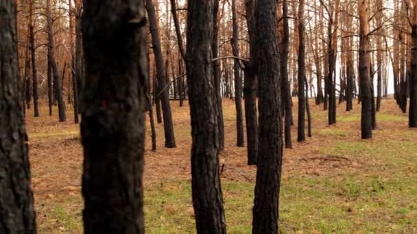 Forêt de pins brûlés. Des pins brûlés après un feu violent l'an dernier .