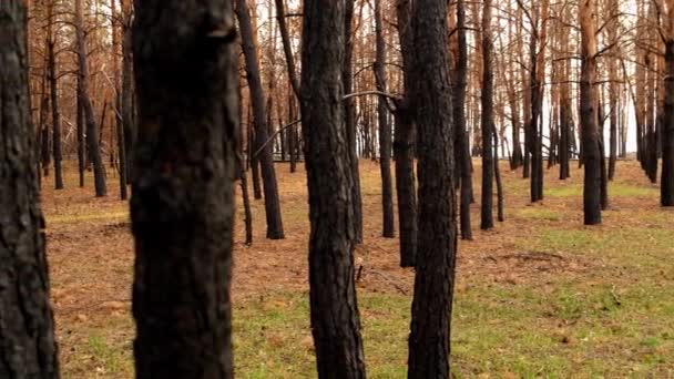 Verbrand Dennenbos Verbrand Pijnbomen Een Sterke Brand Vorig Jaar — Stockvideo