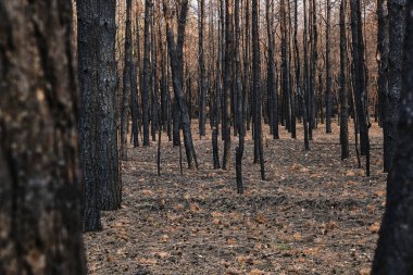 Yanmış orman, yanmış ağaçlar, orman yangınları ve çevre felaketi