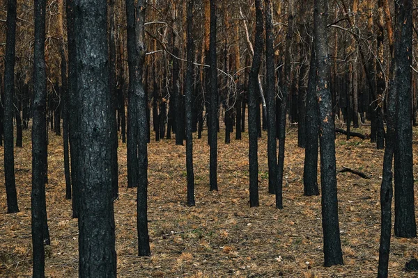 Burned forest, charred trees, forest fires and environmental disaster