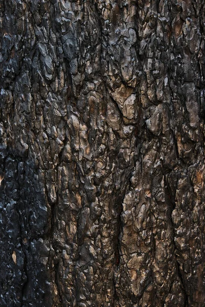 背景烧焦的松树树皮 森林失火后烧焦的黑色木材 — 图库照片