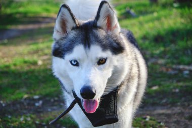 Mavi ve kahverengi, farklı gözlere sahip, koşan güçlü bir köpeğin güzel ağızlığı.
