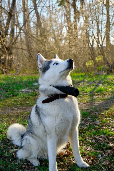 Husky Perro Parque Sienta Hierba Mira Hacia Arriba —  Fotos de Stock