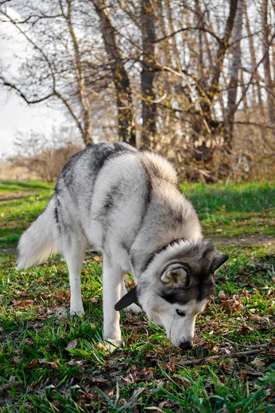 Husky Pies Spacerze Parku Wącha Trawę — Zdjęcie stockowe