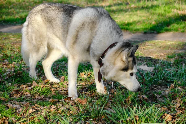 公園の散歩中のハスキー犬は草を嗅ぐ — ストック写真