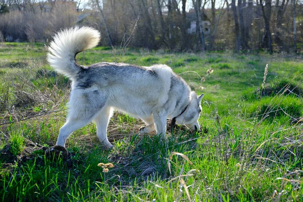 Husky dog on a walk in the Park sniffs the grass