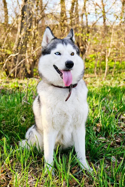 Husky dog with different blue and brown eyes is sitting in Park on green grass in morning with bright sun