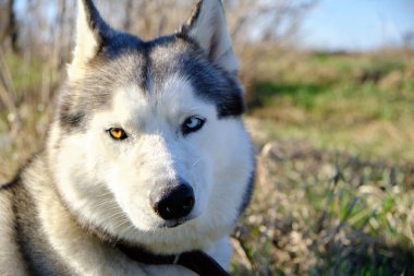 Bir doğa parkında çok renkli gözlü Sibirya köpeği portresi.