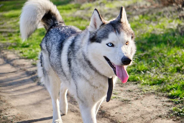 西伯利亚哈士奇犬的肖像 在自然公园里有着五颜六色的眼睛 — 图库照片