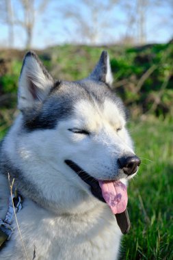Ağızlığı gri renkli köpek Sibirya Husky cinsi, dili dışarı sarkmış.