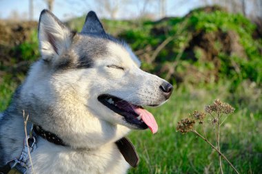 Ağızlığı gri renkli köpek Sibirya Husky cinsi, dili dışarı sarkmış.