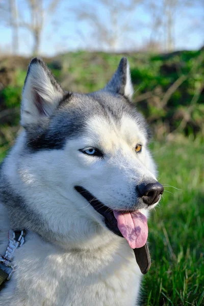 Ağızlığı gri renkli köpek Sibirya Husky cinsi, dili dışarı sarkmış.