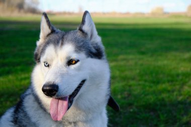 Ağızlığı gri renkli köpek Sibirya Husky cinsi, dili dışarı sarkmış.