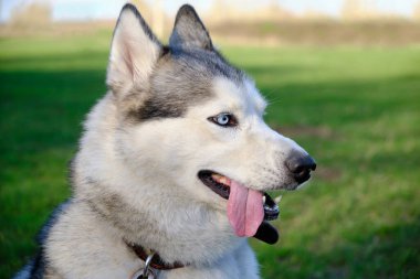 Ağızlığı gri renkli köpek Sibirya Husky cinsi, dili dışarı sarkmış.