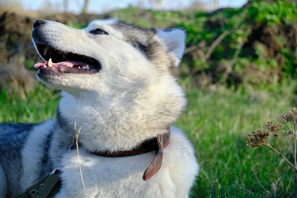 Cão Cor Cinza Focinho Siberian Raça Husky Com Língua Pendurada — Fotografia de Stock