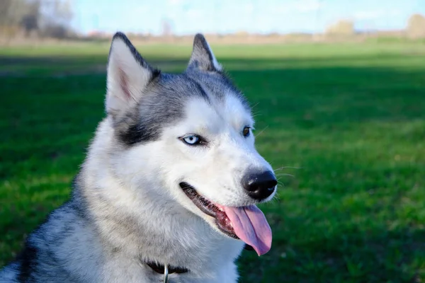 Ağızlığı Gri Renkli Köpek Sibirya Husky Cinsi Dili Dışarı Sarkmış — Stok fotoğraf