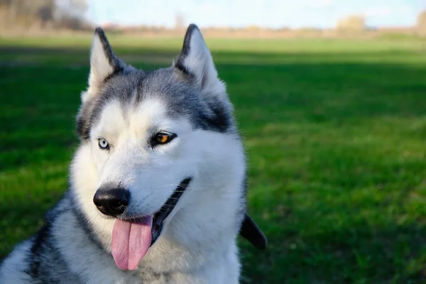 嘴灰颜色的狗西伯利亚哈士奇犬 舌头伸出 — 图库照片