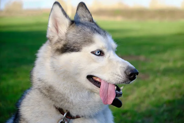 Ρύγχος Γκρι Χρώματος Σκυλί Της Σιβηρίας Husky Φυλή Γλώσσα Του — Φωτογραφία Αρχείου