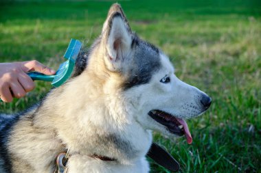 Köpeği tımar ediyor, saçı tarıyor. Yürüyüşe çıkmış bir köpek.