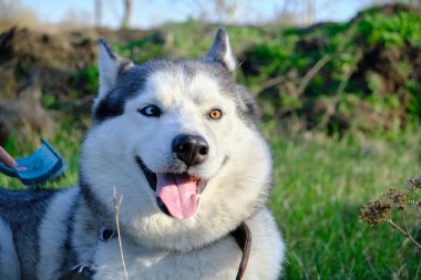 Köpeği tımar ediyor, saçı tarıyor. Yürüyüşe çıkmış bir köpek.