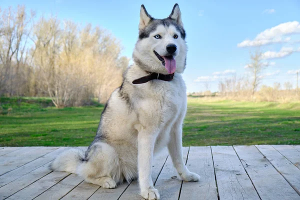 Husky Dog Sits Wooden Platform Background Green Grass Park — Stock Photo, Image