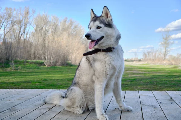 Husky Hund Sitzt Auf Holzplattform Vor Grünem Gras Park — Stockfoto