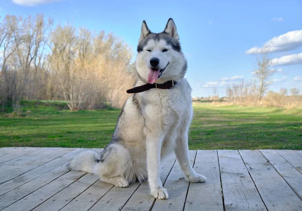 Husky Hund Sitter Träplattform Mot Bakgrund Grönt Gräs Park — Stockfoto