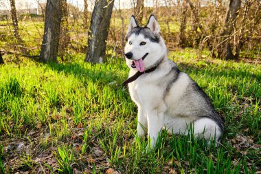 Değişik mavi ve kahverengi gözlü Husky köpeği sabah yeşil çimlerin üzerinde güneşli bir şekilde oturuyor.