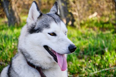 Ağızlığı gri renkli köpek Sibirya Husky cinsi, dili dışarı sarkmış.
