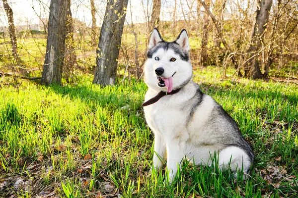 Husky Cão Com Diferentes Olhos Azuis Marrons Está Sentado Parque — Fotografia de Stock