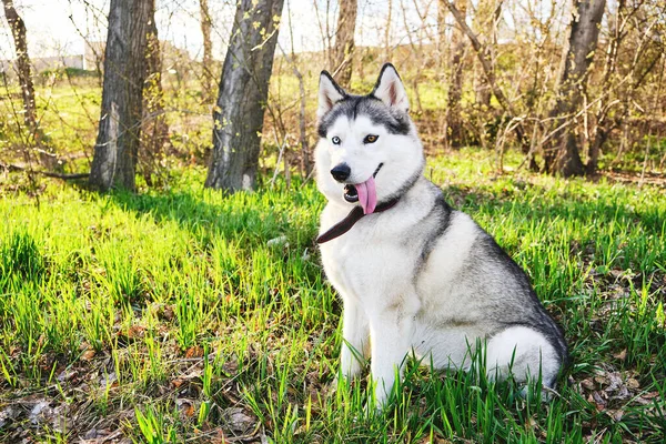 Husky Cão Com Diferentes Olhos Azuis Marrons Está Sentado Parque — Fotografia de Stock