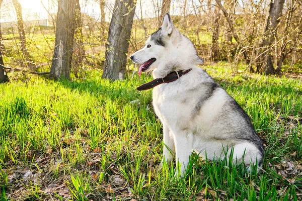 Cão Husky Puro Senta Gramado Com Língua Pendurada Para Fora — Fotografia de Stock