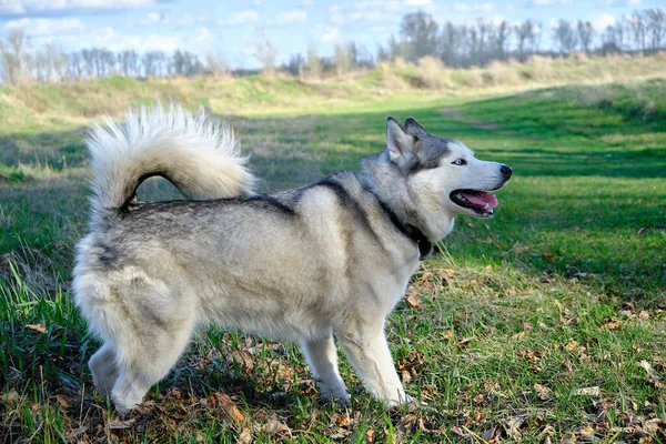 Hundezucht Husky Park Auf Dem Grünen Gras Frühling Spielerischer Stimmung — Stockfoto