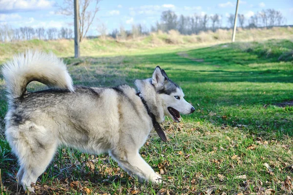 Hundezucht Husky Park Auf Dem Grünen Gras Frühling Spielerischer Stimmung — Stockfoto
