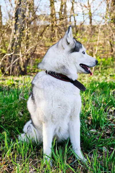 Perro Husky Pura Raza Sienta Césped Con Lengua Colgando — Foto de Stock