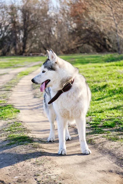 美しい純血種のハスキー犬が公園を歩きます彼の舌がぶら下がっています — ストック写真